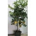 Лимон цитрусовое растение 1,5-1,6 метра 